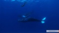 The Cove 2009 movie screen 4.jpg