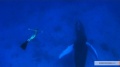 The Cove 2009 movie screen 2.jpg