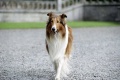Lassie 2005 movie screen 1.jpg
