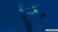 The Cove 2009 movie screen 3.jpg